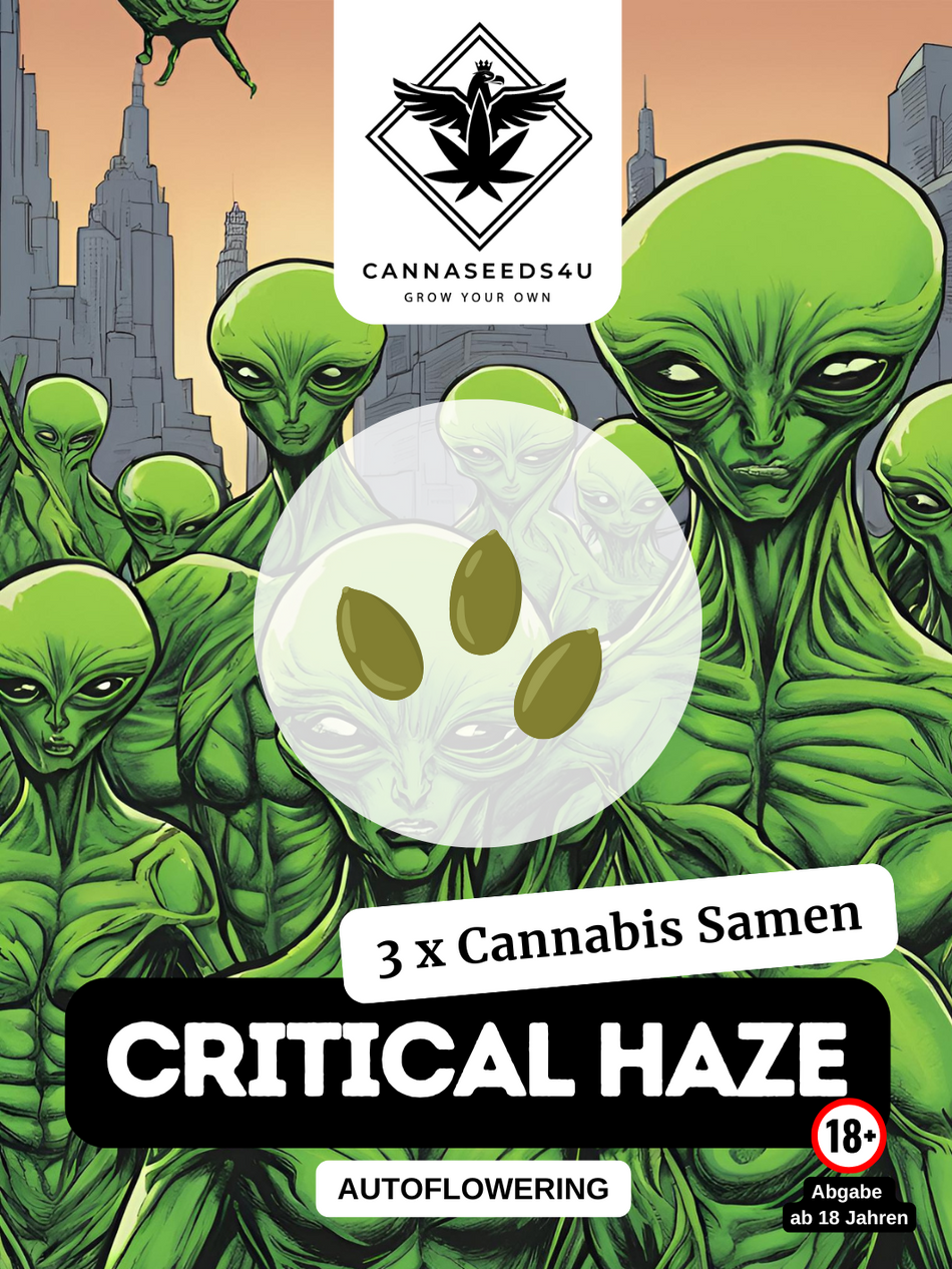 C4U cannabis seeds | Critical Haze