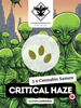 10 x C4U Cannabis Samen | Critical Haze