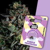 HolyHemp Cannabissamen Purple Milkshake 3 Stück