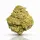 Tropical Fruit CBD Blüten | < 0.2% THC
